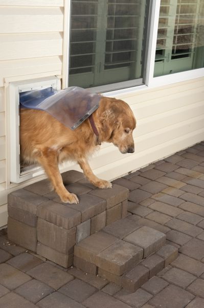 Wall Dog Flap Installation