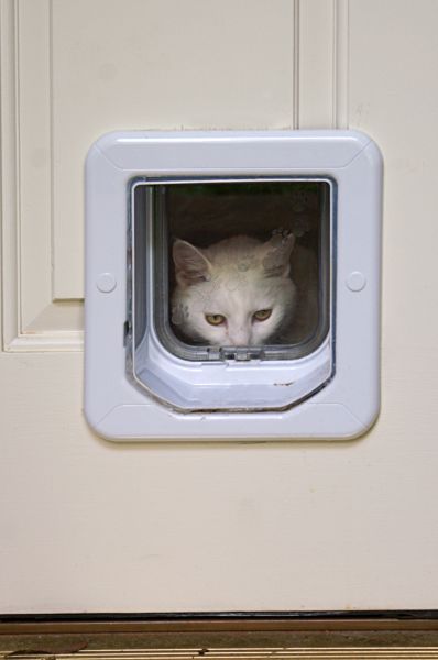 Pet Door Placement
